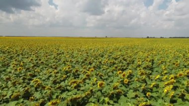 Güneşli bir günde çiçek açan bir ayçiçeği tarlası. Mavi gökyüzünde bulutlar, manzara.