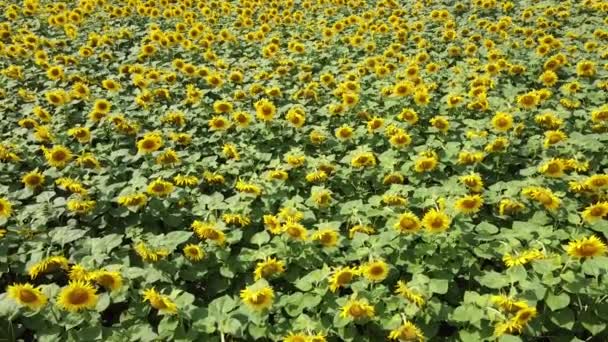 Los Girasoles Campo Granjero Balancean Viento Campo Girasol — Vídeos de Stock