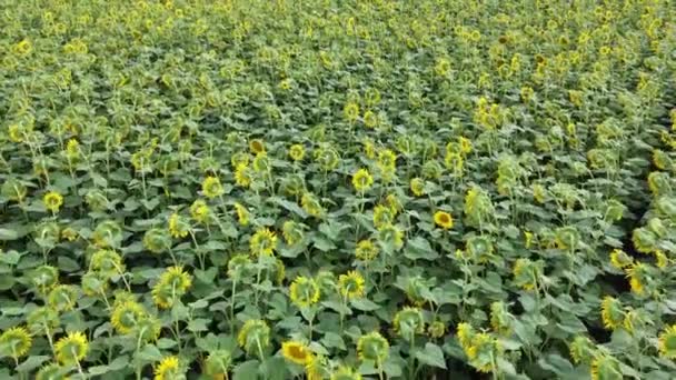 Survoler un champ de tournesol. Tournesols en fleurs dans un champ fermier.