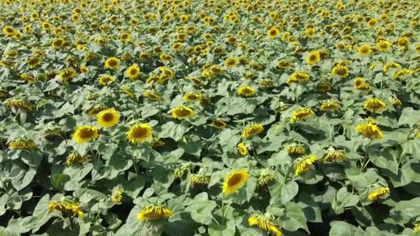 Slunečnice Farmářském Poli Výhled Shora Videografie Kvetoucích Slunečnic — Stock video