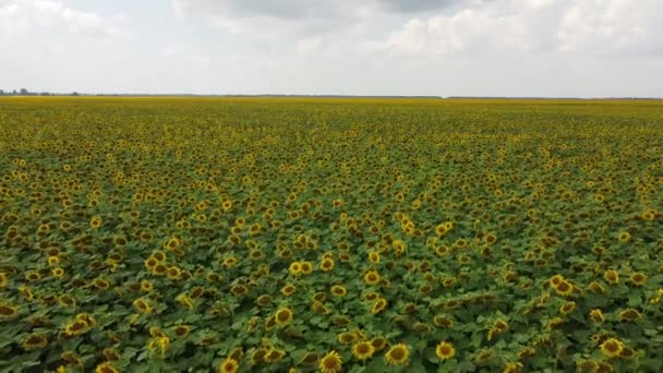 Квітуче Соняшникове Поле Сонячний День Хмари Блакитному Небі Пейзаж — стокове відео