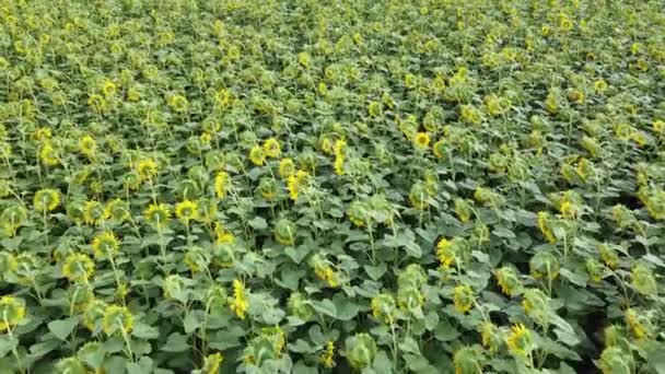 Flying Sunflower Field Blooming Sunflowers Farmer Field — Stock Video