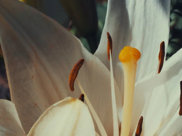 Pisztoly Tűzhely Egy Liliom Virág Makró Fotó — Stock Fotó