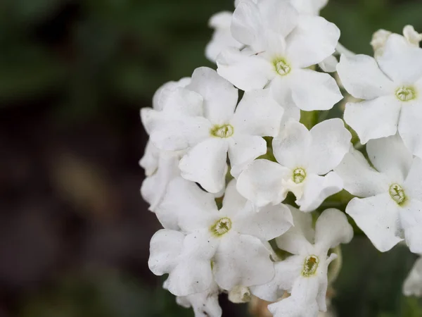 Inflorescence White Phlox Dark Blurred Background White Flowers Close — Stock Photo, Image