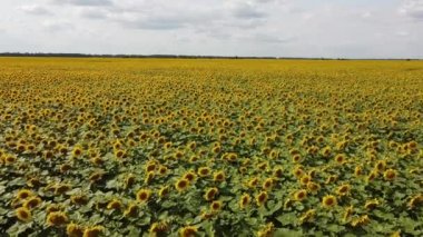 Güneşli bir günde çiçek açan bir ayçiçeği tarlası. Mavi gökyüzünde bulutlar, manzara.