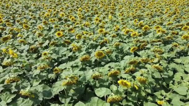 Slunečnice Farmářském Poli Výhled Shora Videografie Kvetoucích Slunečnic — Stock video
