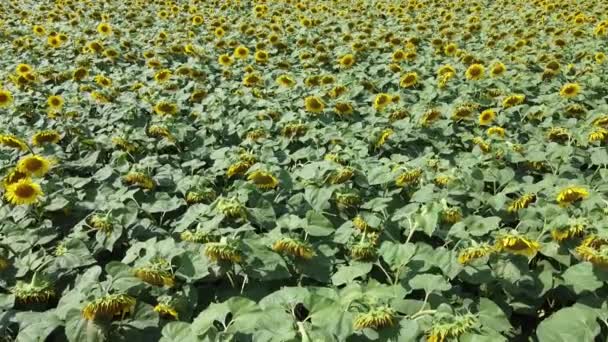 Girassóis Campo Fazendeiro Estão Balançando Vento Campo Girassol — Vídeo de Stock