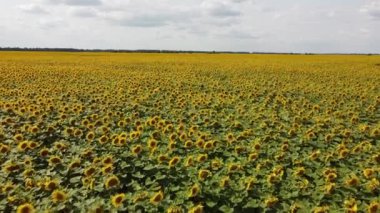 Güneşli bir günde çiçek açan bir ayçiçeği tarlası. Mavi gökyüzünde bulutlar, manzara.