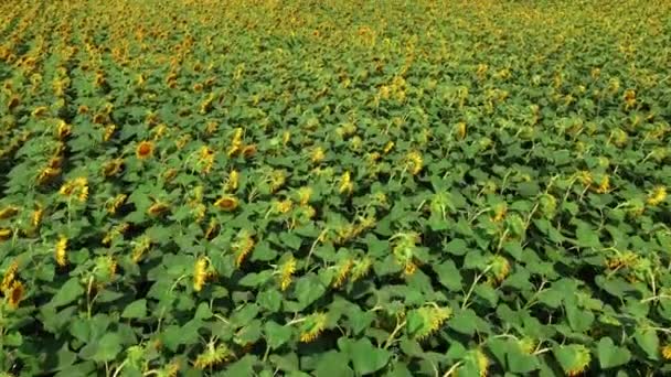 Survoler un champ de tournesol. Tournesols en fleurs dans un champ fermier.