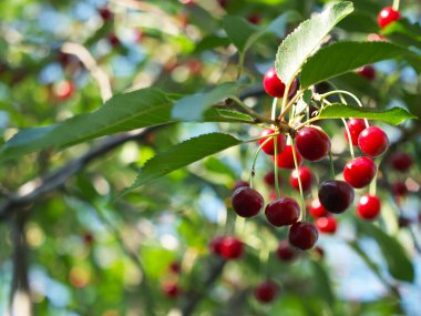 Ağaç dalında bir sürü olgun kiraz. Olgun kırmızı meyveler.