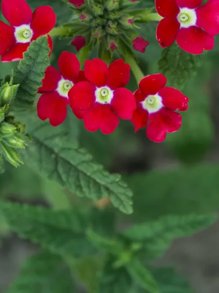 Bulanık Yeşil Arka Planda Birkaç Pembe Verbena Çiçeği — Stok fotoğraf