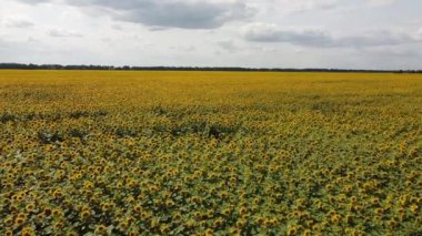 Güneşli bir günde çiçek açan bir ayçiçeği tarlası. Mavi gökyüzünde bulutlar, manzara.