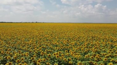 Ayçiçeği tarlasının üzerindeki bulutlu gökyüzü, hava manzarası. Tarım alanı.