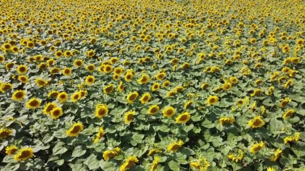 Girasoli Nel Campo Contadino Ondeggiano Nel Vento Campo Girasole — Video Stock