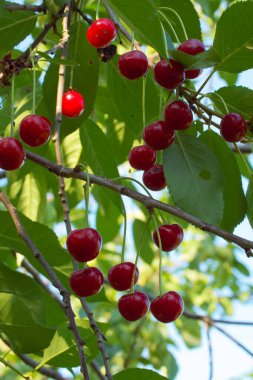Olgun kırmızı böğürtlenler bir meyve ağacının dallarında asılı. Olgun kirazlar.