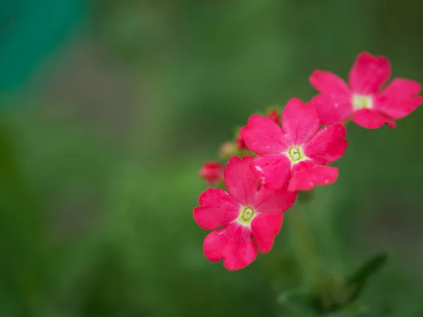 Ein Paar Rosa Eisenkraut Blüten Auf Einem Verschwommenen Grünen Hintergrund — Stockfoto