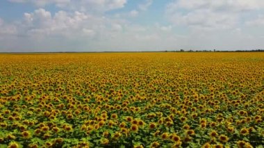 Ayçiçeği tarlasının üzerindeki bulutlu gökyüzü, hava manzarası. Tarım alanı.