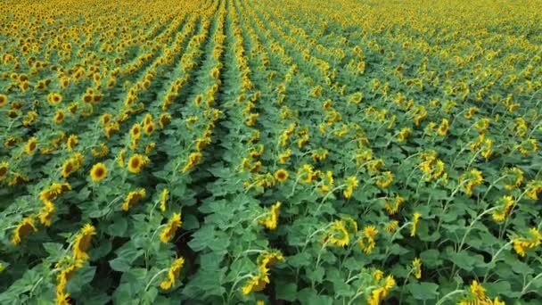 Sunflowers Farmer Field Swaying Wind Sunflower Field — Stock Video