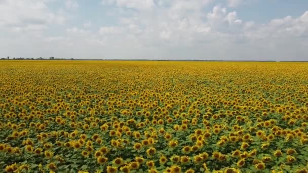 Квітуче Соняшникове Поле Сонячний День Хмари Блакитному Небі Пейзаж — стокове відео