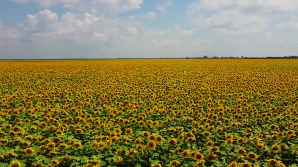 Cloudy Sky Sunflower Field Aerial View Agricultural Field — Stock Video