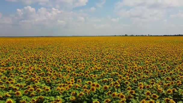 Cielo Nublado Sobre Campo Girasol Vista Aérea Sector Agrícola — Vídeos de Stock