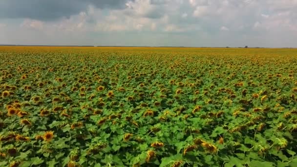 Квітуче Соняшникове Поле Сонячний День Хмари Блакитному Небі Пейзаж — стокове відео