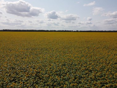 Bir yaz günü ayçiçeği tarlasının üzerinde açık mavi gökyüzü. Çiftçi tarlası, hava manzarası..