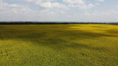 Çiçek açan bir ayçiçeği tarlasının üzerindeki bulutların gölgeleri..