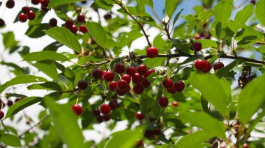 Ev bahçesindeki bir ağaç dalında bir sürü kiraz var..