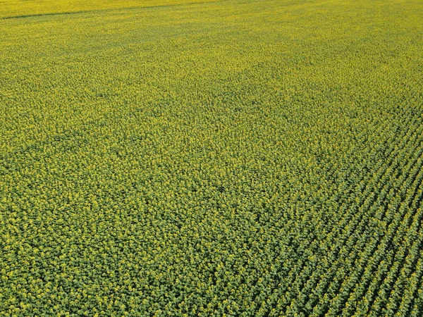 Champ Tournesol Jour Été Vue Aérienne — Photo