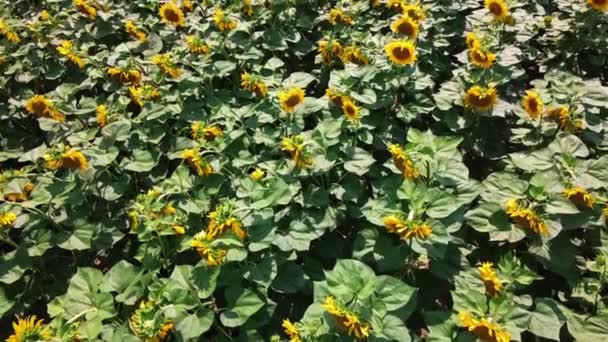 Girassóis Campo Agricultor Vista Superior Videografia Girassóis Floridos — Vídeo de Stock