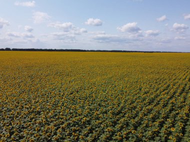 Bir yaz günü ayçiçeği tarlasının üzerinde açık mavi gökyüzü. Çiftçi tarlası, hava manzarası..