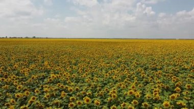 Ayçiçeği tarlasının üzerindeki bulutlu gökyüzü, hava manzarası. Tarım alanı.