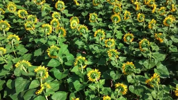 Соняшники Фермерському Полі Вид Зверху Відеозйомка Квітучих Соняшників — стокове відео