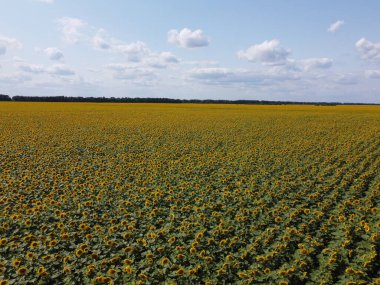 Bir yaz günü ayçiçeği tarlasının üzerinde açık mavi gökyüzü. Çiftçi tarlası, hava manzarası..