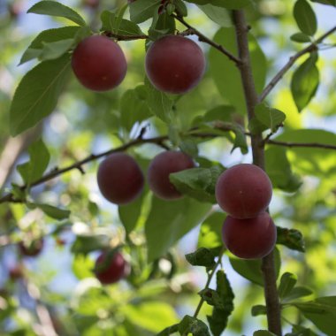 Bir dala birkaç kirazlı erik böğürtlen. Olgun meyveler.