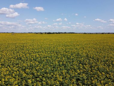 Bir yaz günü ayçiçeği tarlasının üzerinde açık mavi gökyüzü. Çiftçi tarlası, hava manzarası..