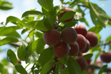 Birkaç olgun kirazlı erik böğürtleni dalda, yakın plan..