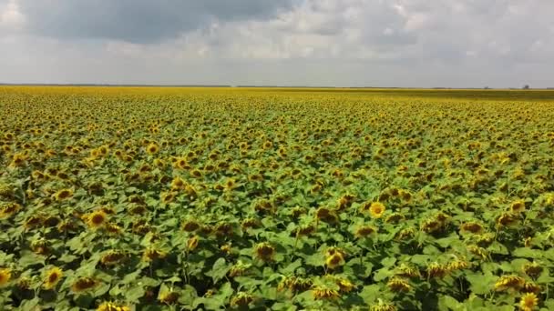 Molnig Himmel Över Ett Solrosfält Flygutsikt Jordbruksområdet — Stockvideo