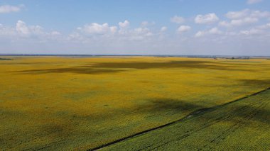 Çiçek açan bir ayçiçeği tarlasının üzerindeki bulutların gölgeleri..