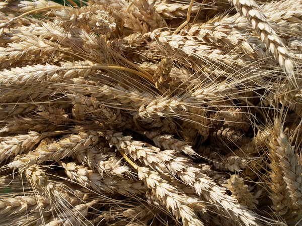 Пшеничные шипы, крупным планом. Спелые колосья.