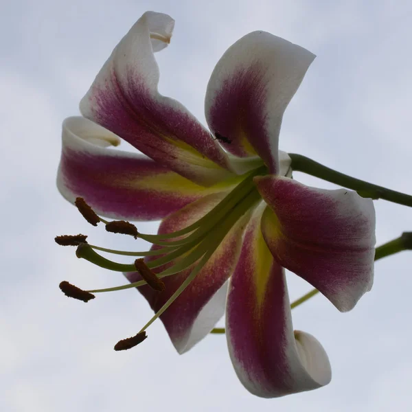 Uma Grande Flor Lírio Tomada Close Uma Bela Flor Fundo — Fotografia de Stock