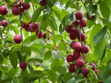 Ağacın dallarında bir sürü kırmızı kiraz eriği çileği var. Bahçede olgun meyve.