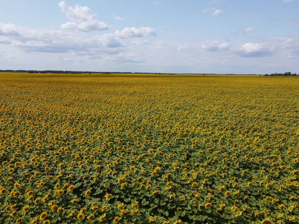 Ciel Bleu Clair Sur Champ Tournesol Jour Été Champ Agriculteur — Photo