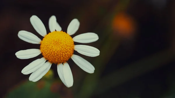 Μαργαρίτα Λουλούδι Θολή Φόντο Πάνω Όψη Κοντινό Πλάνο Daisy — Φωτογραφία Αρχείου