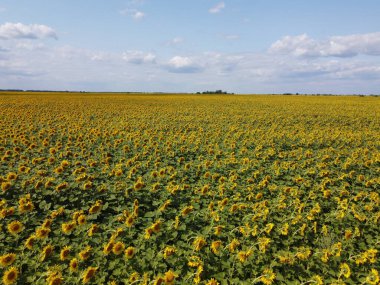 Bir yaz günü ayçiçeği tarlasının üzerinde açık mavi gökyüzü. Çiftçi tarlası, hava manzarası..
