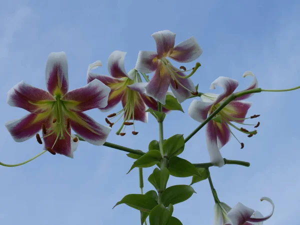 Lily Λουλούδια Μπλε Φόντο Ουρανό Λουλούδια Από Κοντά — Φωτογραφία Αρχείου