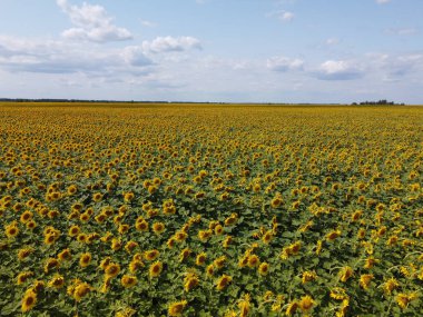 Bir yaz günü ayçiçeği tarlasının üzerinde açık mavi gökyüzü. Çiftçi tarlası, hava manzarası..