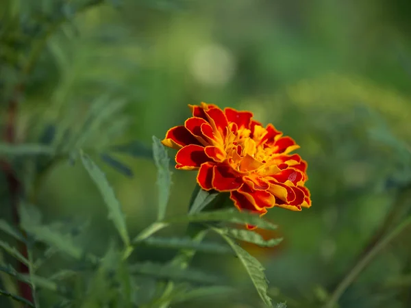 Marigold Květina Rozmazaném Pozadí Makro Fotografie — Stock fotografie