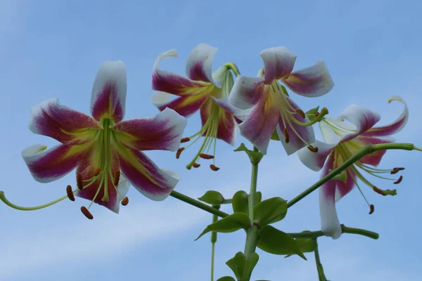 Lily Λουλούδια Μπλε Φόντο Ουρανό Λουλούδια Από Κοντά — Φωτογραφία Αρχείου